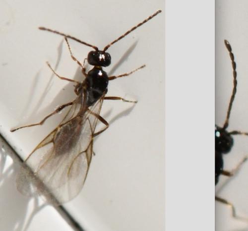 Réf. 315 249 : Aphidiini inconnu